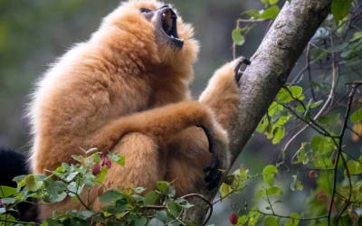 Trekking - Exploring Cuc Phuong National Park
