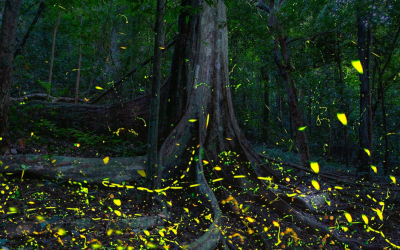 Exploring Cuc Phuong National Park - Season of Fireflies & Butterflies